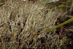 Cladonia capitellata capitellata