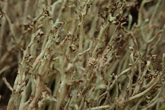 Cladonia capitellata capitellata