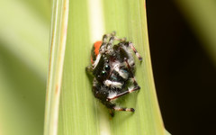 Phidippus clarus