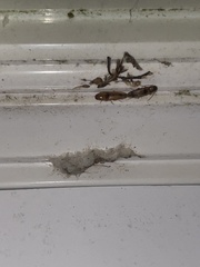 Conoderus vespertinus