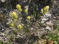 Castilleja occidentalis