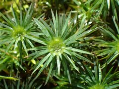 Dawsonia polytrichoides