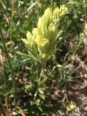 Castilleja occidentalis