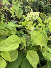 Ageratina roanensis