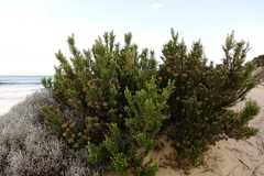 Ozothamnus turbinatus