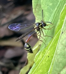 Eustenogaster micans