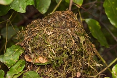 Sephanoides sephaniodes