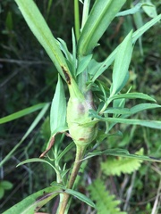Gnorimoschema septentrionella