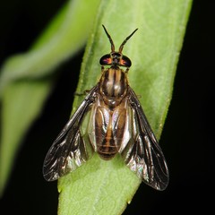Chrysops moechus