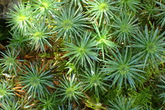 Dawsonia polytrichoides