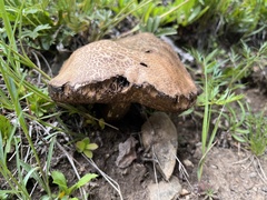 Boletus rubriceps