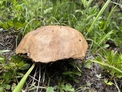 Boletus rubriceps