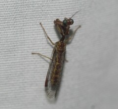 Leptomantispa pulchella