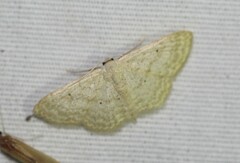 Scopula benitaria
