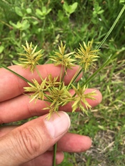 Cyperus polystachyos