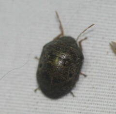 Diolcus chrysorrhoeus