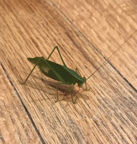 Northern Bush Katydid photo 3