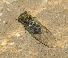 Diceroprocta vitripennis