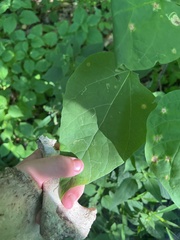 Amauromyza pleuralis