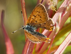 Tharsalea dorcas arcticus