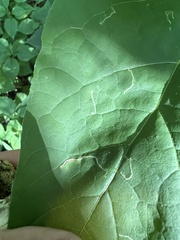 Amauromyza pleuralis