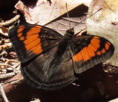 Adelpha mesentina