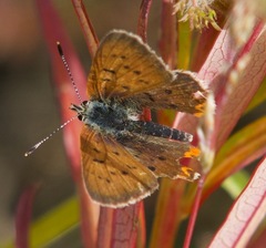 Tharsalea dorcas arcticus
