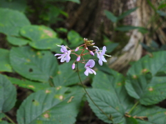 Hylodesmum nudiflorum