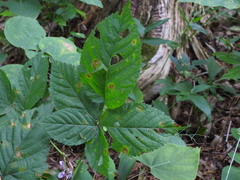 Hylodesmum nudiflorum