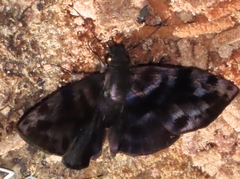 Ebrietas infanda