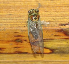 Diceroprocta vitripennis