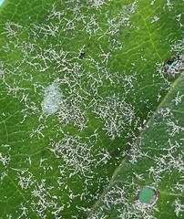 Fellhanera bouteillei