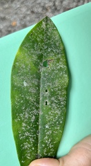 Fellhanera bouteillei