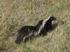 Mephitis mephitis varians