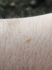 Pseudomyrmex simplex
