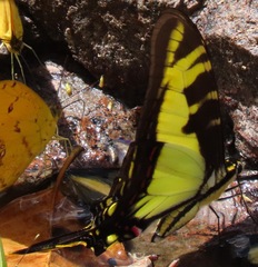 Neographium thyastes