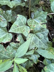 Colletotrichum trichellum