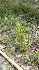 Lycopodium deuterodensum