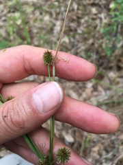 Cyperus retrorsus