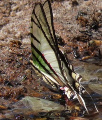 Protesilaus telesilaus