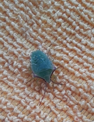 Acanthosoma haemorrhoidale