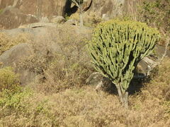 Euphorbia ingens
