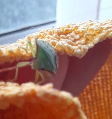 Acanthosoma haemorrhoidale