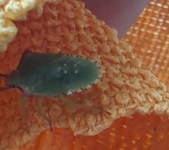 Acanthosoma haemorrhoidale