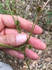 Cyperus retrorsus