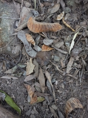 Pararchidendron pruinosum