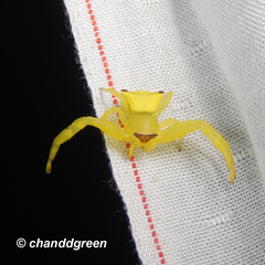 Thomisus okinawensis