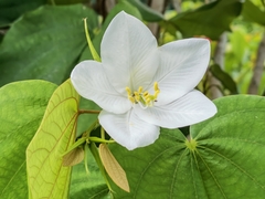 Bauhinia acuminata