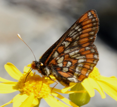 Euphydryas gillettii