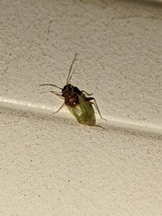 Pinalitus conspurcatus